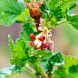 Аґрус "Хінномакі Род" (Ribes uva-crispa "Hinnonmäki Röd") Нідерланди, вазон П9