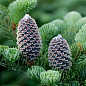 Ялиця Фразера (Abies Fraseri) горщик P9