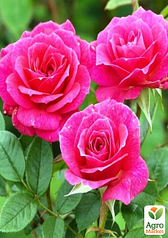 Роза в контейнере чайно-гибридная "Pink Peace" (саженец класса АА+)4