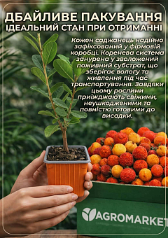 Арбутус (земляничное дерево) 3