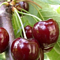Черешня "Валерий Чкалов" (летний сорт, ранний срок созревания)