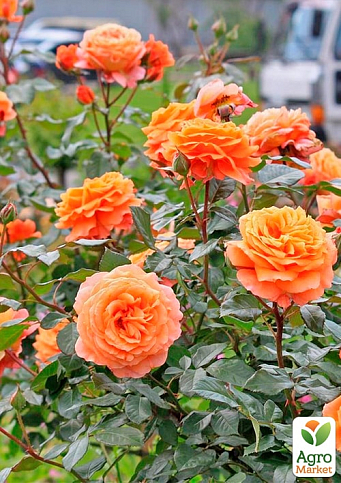 Троянда плетиста "Оранж Даун" (саджанець класу АА+) вищий сорт  - фото 3