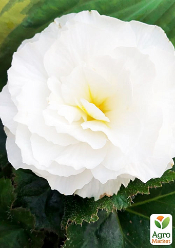 Бегонія квітуча "White" - фото 2