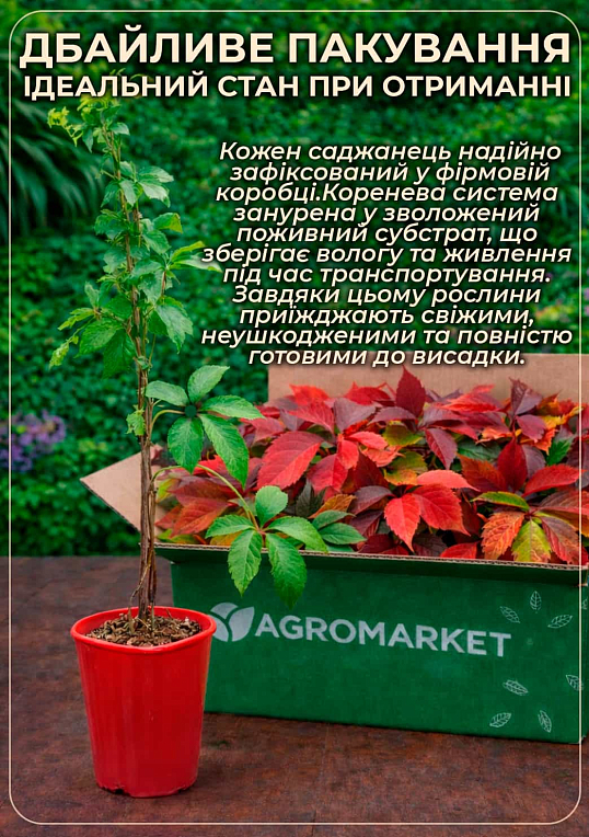 Виноград девичий триостренный "Veitchii" С2 высота 30-50см