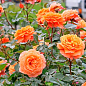 Роза плетистая "Оранж Даун" (саженец класса АА+) высший сорт цена