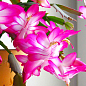 Шлюмбергера "Pink" (Декабрист, рождественник, зигокактус)