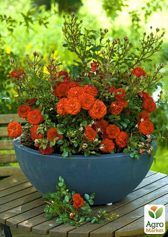 Ексклюзив! Роза мініатюрна яскраво-оранжево-червона "Чудо сад" (Miracle Garden) (саджанець класу АА +, преміальний вищий сорт)