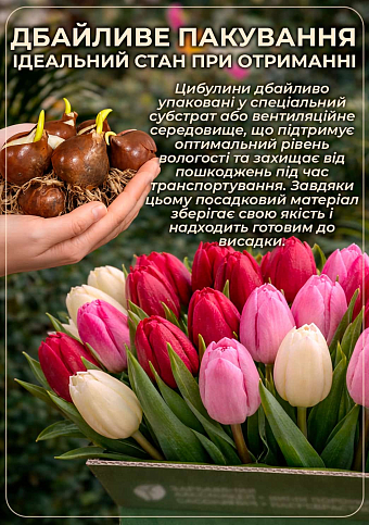 Тюльпан "Candy club" (многоцветковый) - фото 3