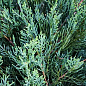 Ялівець віргінський "Blue Cloud" С3, висота 20-25см купить
