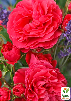 Роза флорибунда "Черри Герл" (саженец класса АА+) высший сорт1