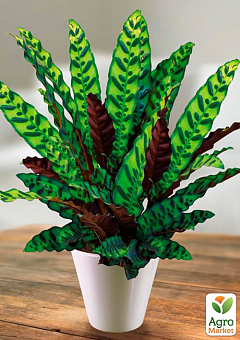Калатея "Lancifolia" висота 45-55см19