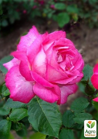 Роза чайно-гібридна "Jacaranda"