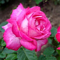 Роза чайно-гібридна "Jacaranda"