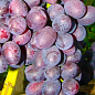 Виноград "Бордова мантія" (ранній термін дозрівання, не пошкоджується осами) цена