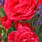 Роза флорибунда "Черри Герл" (саженец класса АА+) высший сорт