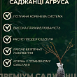 Агрус "Північний Капітан" (середньо-пізній термін дозрівання) купить