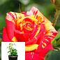 Троянда в контейнері дрібноквіткова "Fire Flash" (саджанець класу АА+