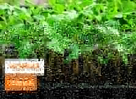 Чорна ніжка у розсади томатів - корисні статті про садівництво від Agro-Market