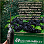 Ежевика ранняя крупноплодная "Карака Блэк" (Karaka Black®) цена