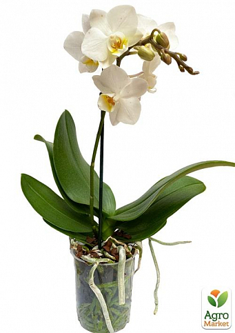 Орхидея (Phalaenopsis) "White" - фото 3
