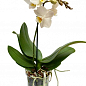 Орхидея (Phalaenopsis) "White" цена