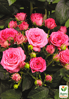 Троянда дрібноквіткова (спрей) "Пінк Рубікон" (саджанець класу АА+) вищий сорт2