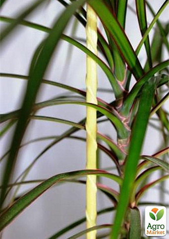 Композитная опора для растений LIGHTgreen d-6мм  h-90см - фото 2