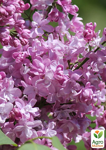 Бузок махровий "Богдан Хмельницький" (Bogdan Khmelnitsky) - фото 6