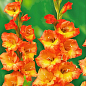Гладиолус "Olympic Flame" 
