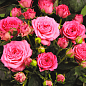 Роза мелкоцветковая (спрей) "Пинк Рубикон" (саженец класса АА+) высший сорт