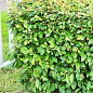 Кизильник блестящий вертикальный (Cotoneaster lucidus), С2