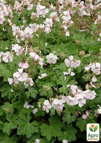 Герань ( Geranium ) многолетняя cantabrigiense "Biokovo"