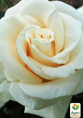 Роза чайно-гібридна "Анастасія" (Anastasia®) (саджанець класу АА +) вищий сорт
