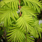 Метасеквойя глиптостробусовая (Metasequoia glyptostroboides) С2 высота 50-70 см купить