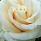 Роза чайно-гибридная "Анастасия" (Anastasia®) (саженец класса АА+) высший сорт