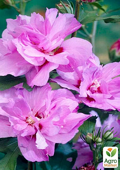 Гібіскус махровий сирійський "Ardens"11