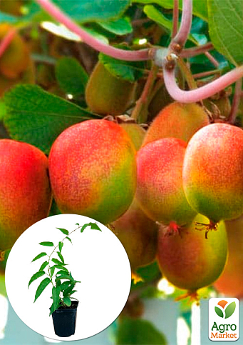 Актинідія "Вейки" (міні-ківі, морозостійкий сорт)