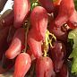 Виноград "Дубовський Рожевий" (величезне гроно 1000-1500 гр, гігантська ягода) 1 саджанець в упаковці цена
