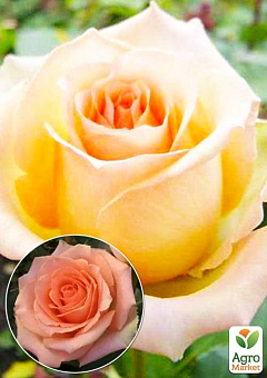 Роза чайно-гибридная "Версилия" (саженец класса АА+) высший сорт12