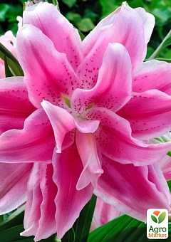 Лілія "Sweet Rosy" 1шт в упаковці1