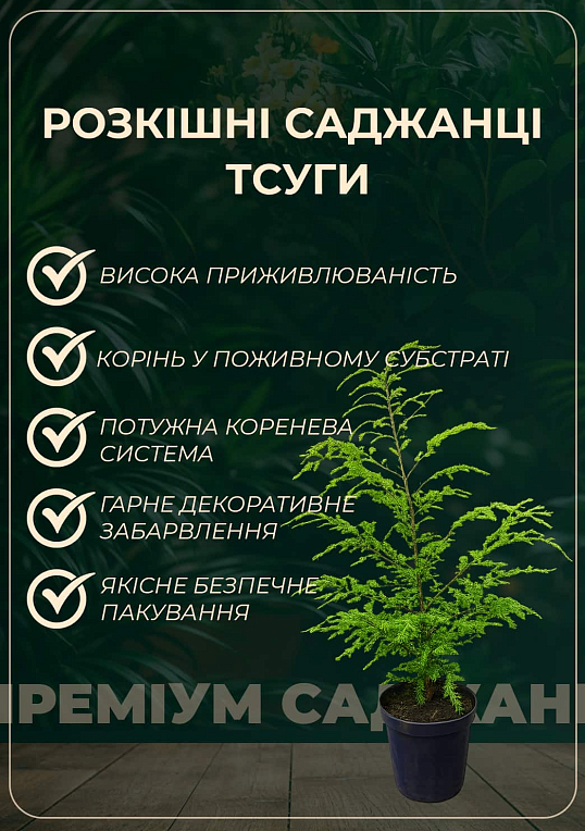 Тсуга канадська "Jeddeloh" C2, висота 15-20см, діаметр 20-30см - фото 2
