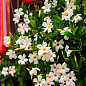 Дипладенія (Mandevilla) "Classic White" (квітуча ліана)
