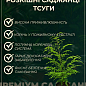 Тсуга канадська "Jeddeloh" C2, висота 15-20см, діаметр 20-30см купить