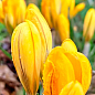 Крокус крупноцветковый "Golden Yellow" укорененный