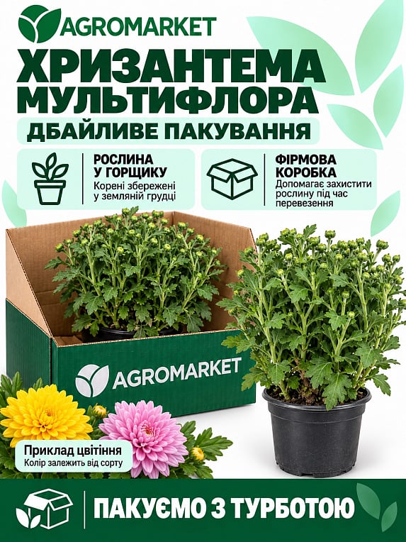 Хризантема мультифлора куляста "Diva Rose"