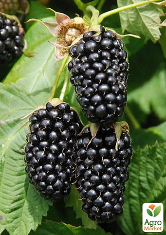 Ежевика "Коламбия гигант" (Columbia Giant) (средне-ранний срок созревания, высокоурожайный, крупноплодный сорт) - фото 2