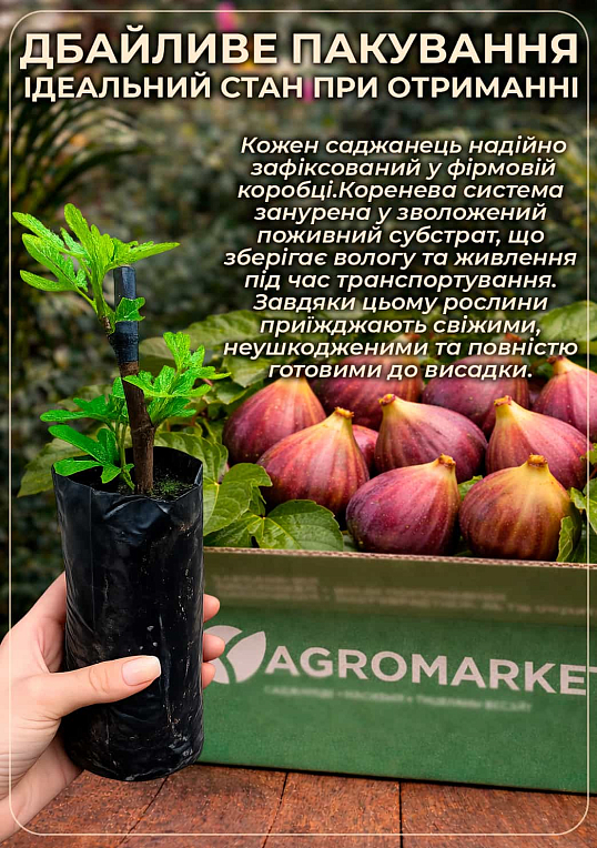 Інжир "Брунсвік" - фото 4