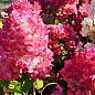 Гортензия метельчатая "Фрамбозин Ренсам" вазон Р9