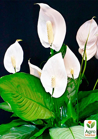 Спатифілум "Pearl" висота 25-45см - фото 7