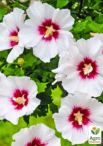 Гибискус "Сирийский белый"